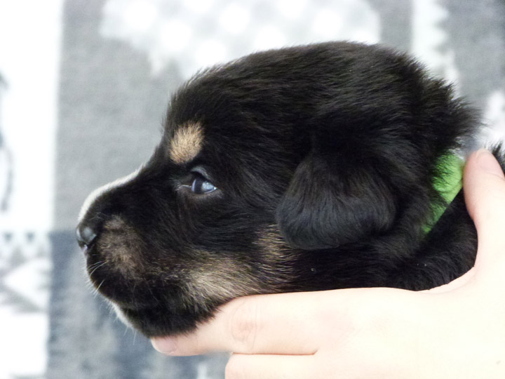 chinook puppy